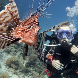 Lion Fish