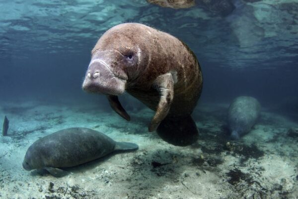 Manatee