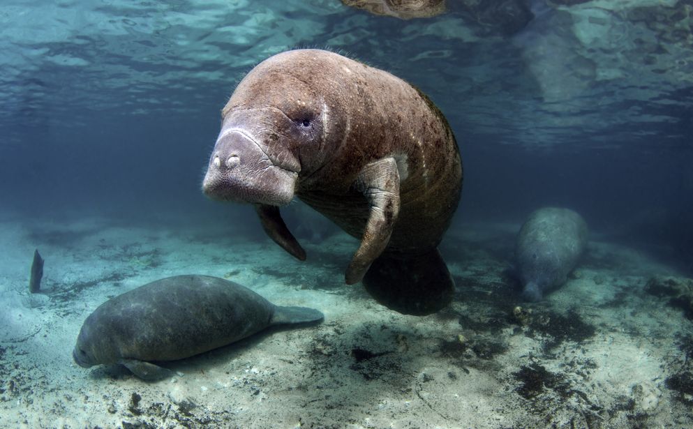 Manatee