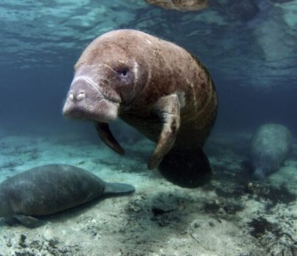 Manatee_993x615-600x372 Manatee_993x615-600x372