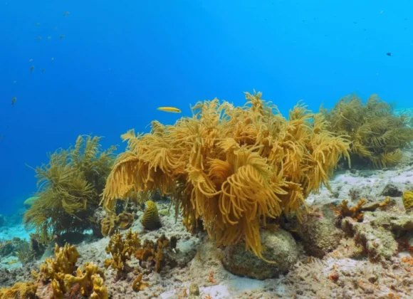 11c35d2bad6e47921d5a84fbc7dc01cc